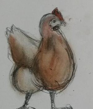 høne- kultegning. tegning af høns, skitser af høns, 